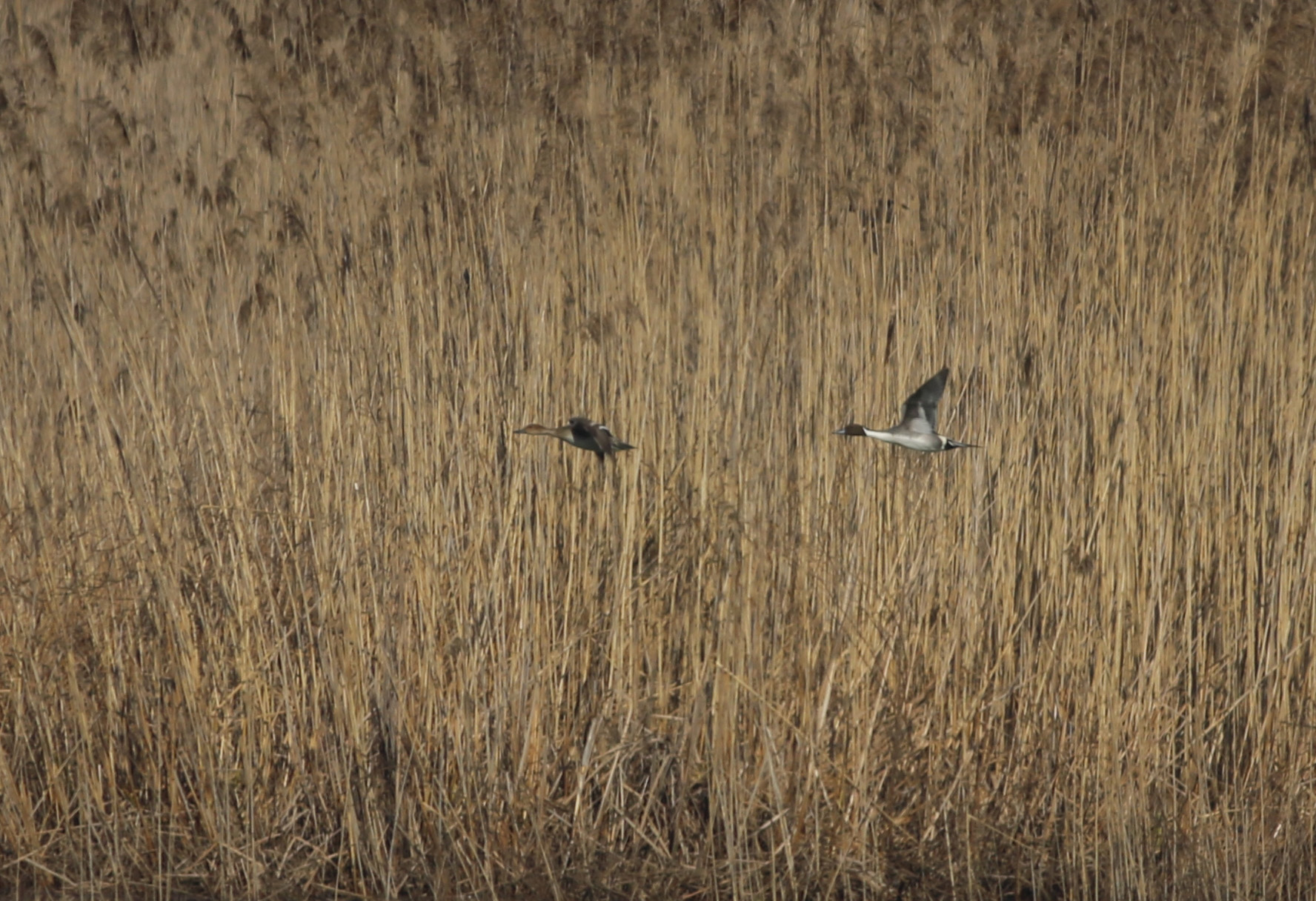 Northern Pintail